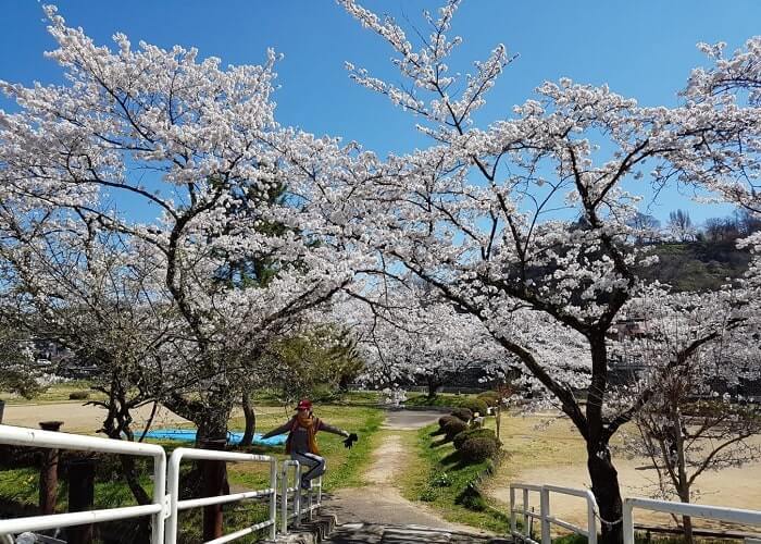 Du lịch Nhật Bản tháng 3 tận hưởng mùa hoa anh đào nở rộ