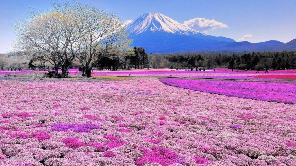 Mùa hè của Nhật Bản được biết đến là mùa của lễ hội (matsuri) và bắn pháo hoa (hanabi) trên cả đất nước