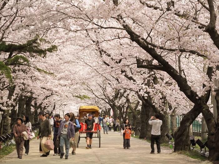 Du lịch Nhật Bản tháng 3 tận hưởng mùa hoa anh đào nở rộ
