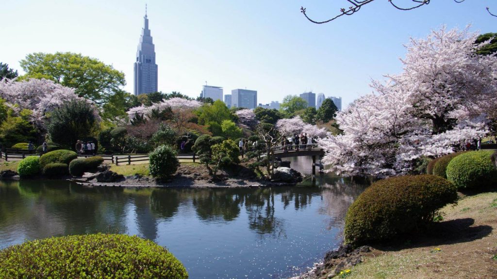  Ngắm mùa hoa anh đào đẹp nhất ở công viên Shinjuku Gyoen 
