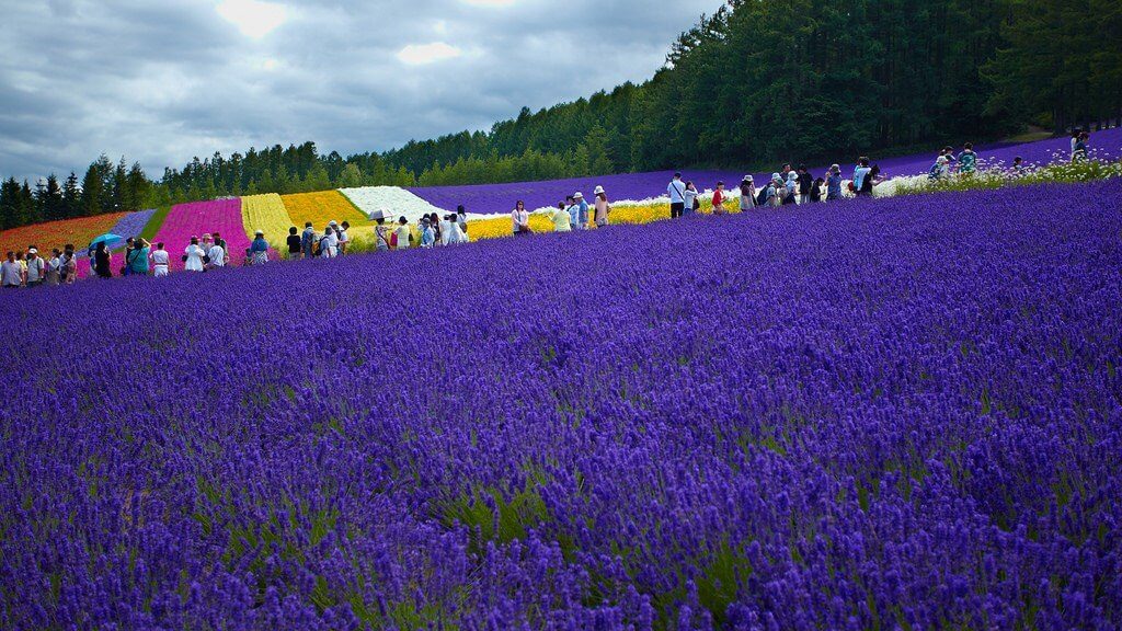  Những cánh đồng hoa oải hương trải dài bất tận ở Hokkaido, Nhật Bản.  
