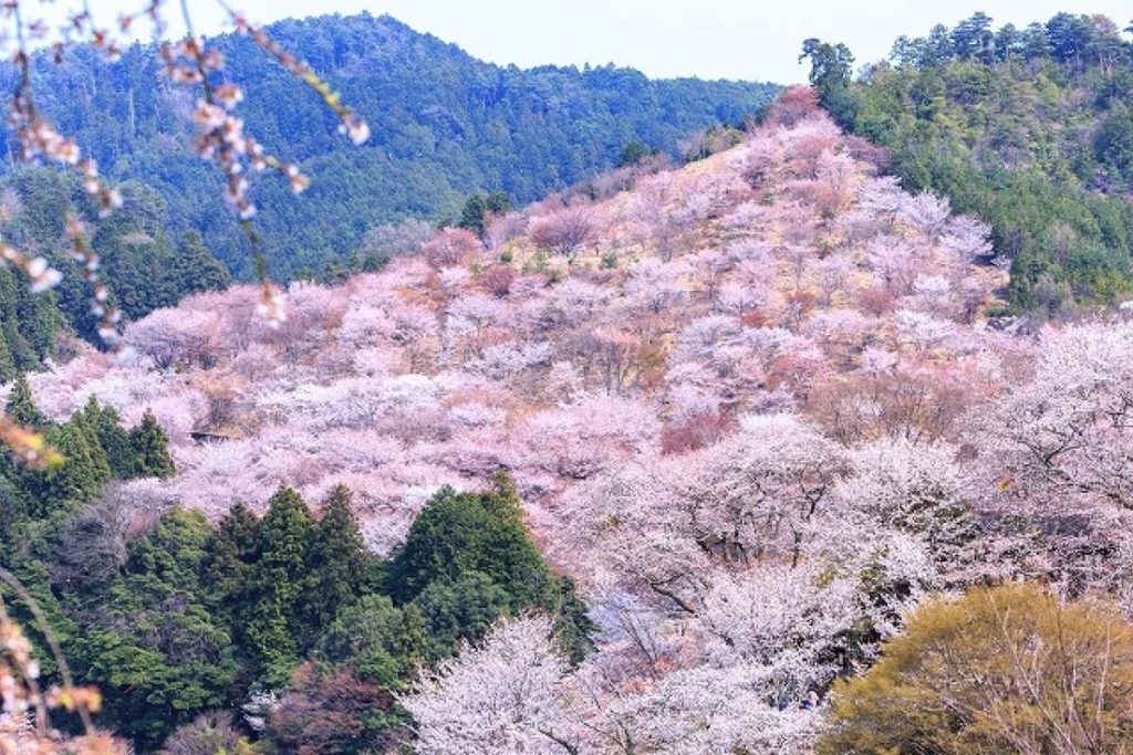 Sắc hồng rực rỡ vào tháng 4 trên núi Yoshino