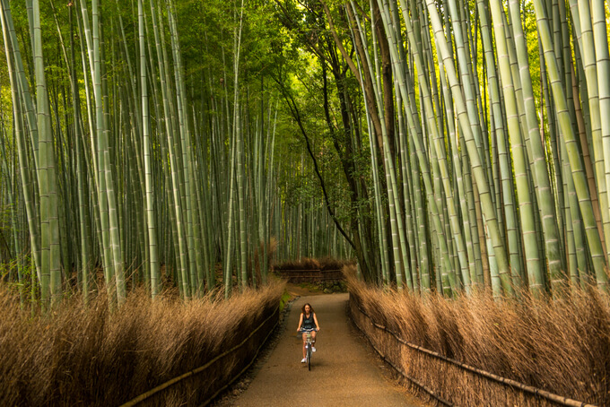 Rừng tre Arashiyama.