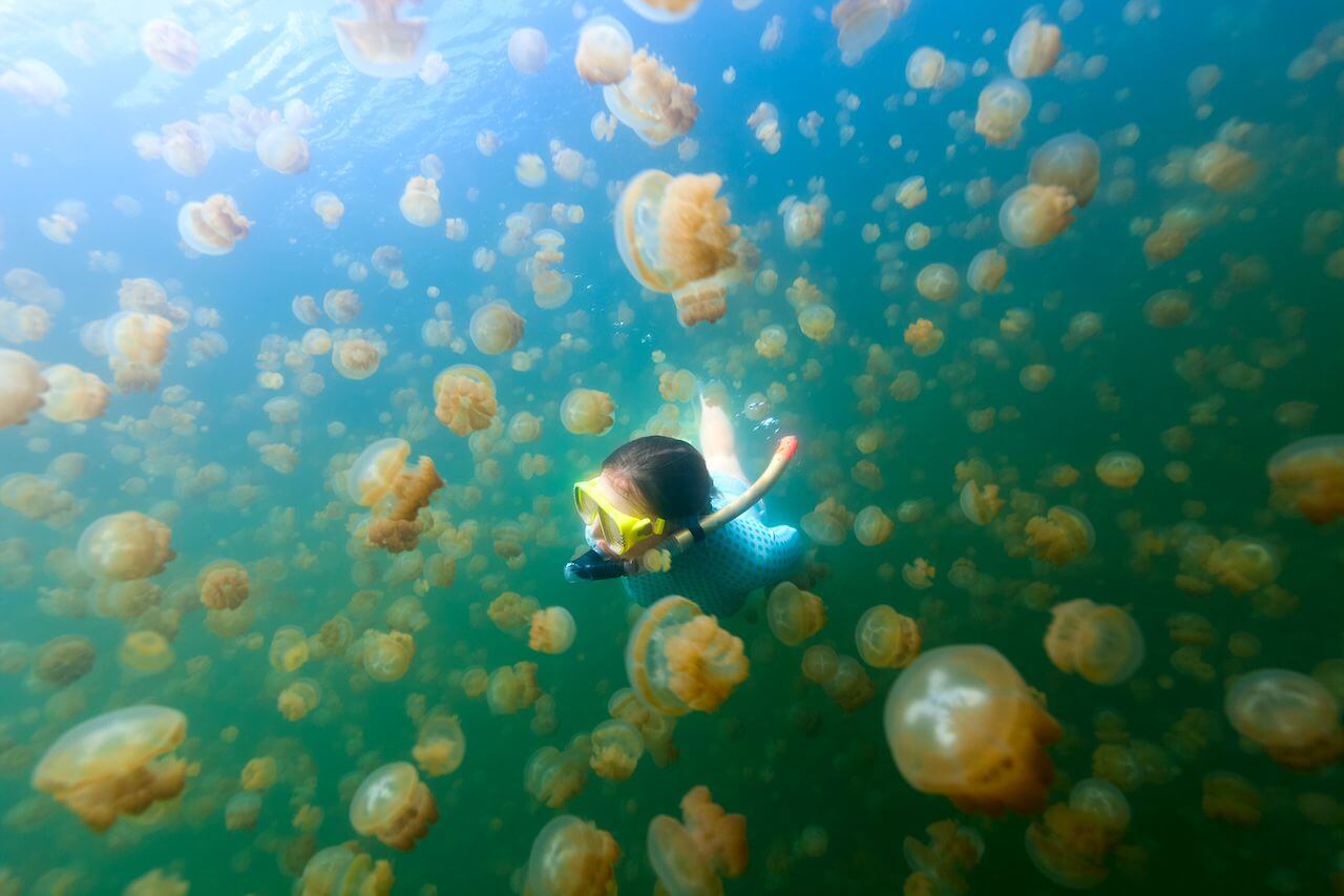 Du lịch Palau 2019: Bơi cùng hàng triệu con sứa quý hiếm