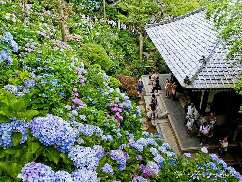 Hoa cẩm tú cầu nở rộ khoe sắc khắp nơi vào mùa hè ở Nhật Bản.