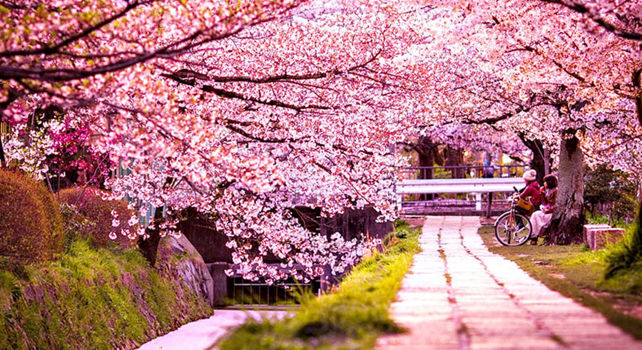Mùa xuân tại Nhật Bản hoa anh đào nở rộ