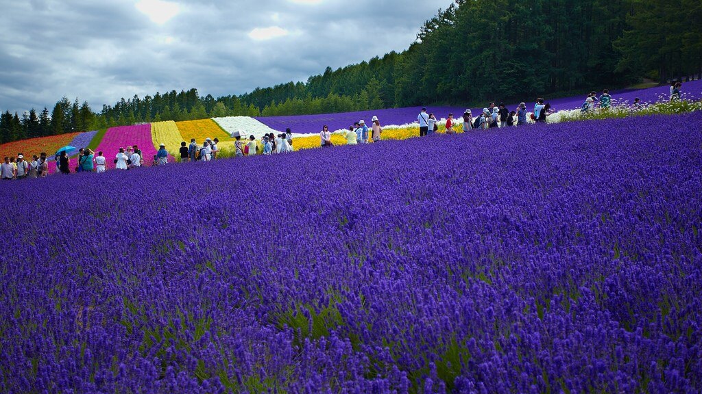 Những cánh đồng hoa oải hương trải dài bất tận ở Hokkaido, Nhật Bản.