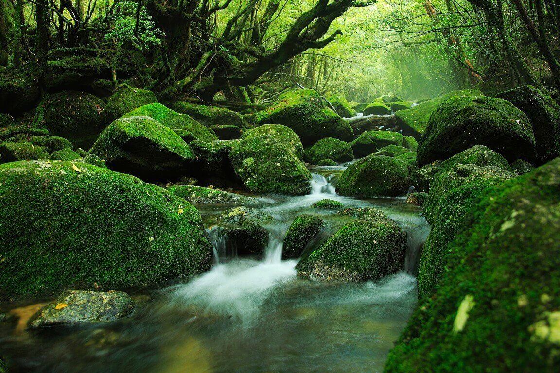 Ốc cửu đảo – Yakushima