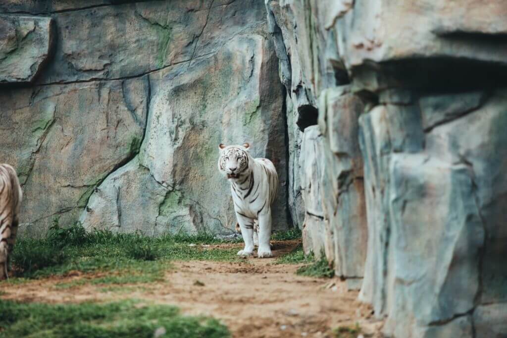 Sư tử trắng quý hiếm trong vườn thú Công viên động vật River Safari