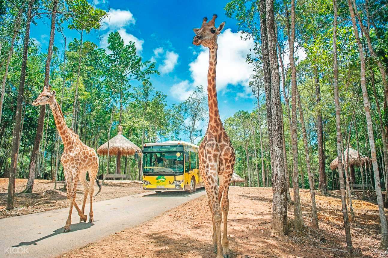 Ghé thăm những loài động vật hoang dã trong môi trường tự nhiên tại Safari Phú Quốc